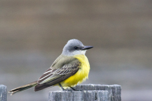 Tropical Kingbird